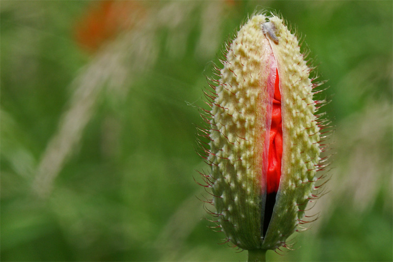 Mohn