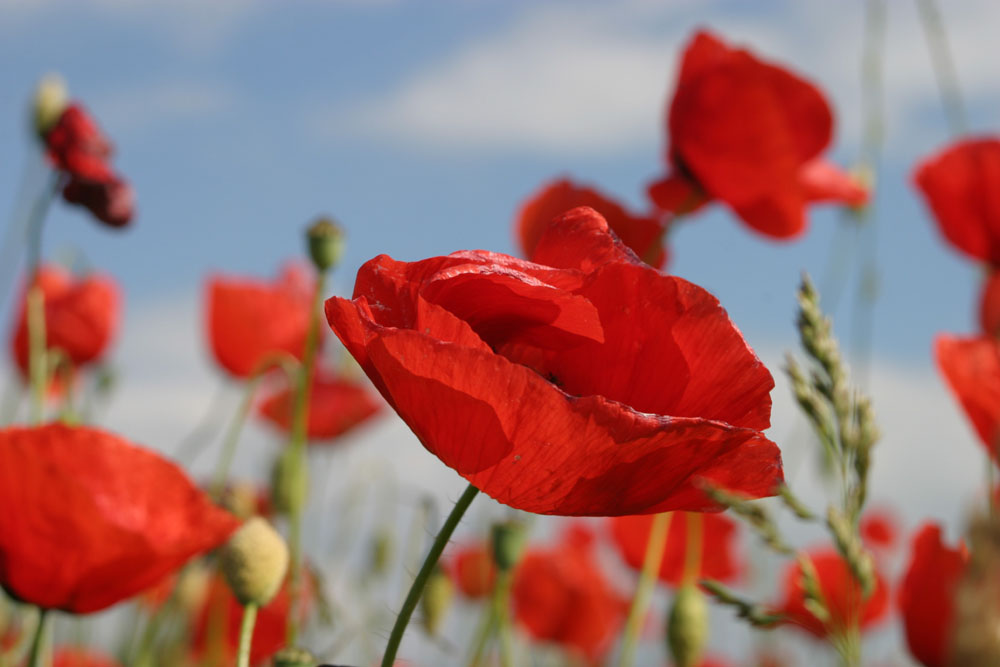 Mohn