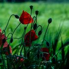 Mohn