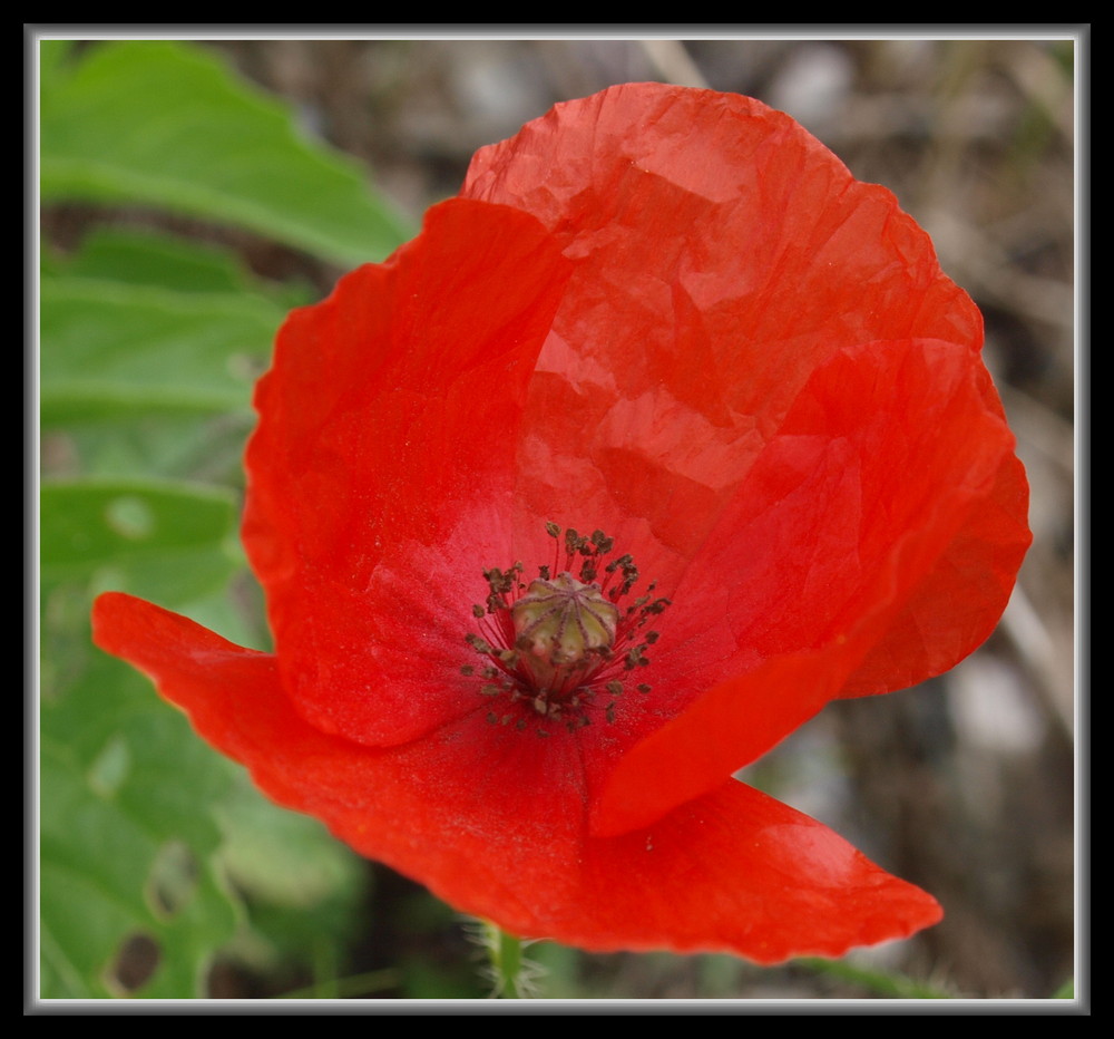 Mohn ...