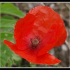 Mohn ...