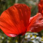 Mohn