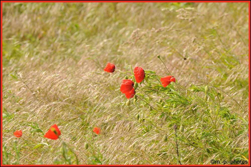 Mohn