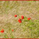 Mohn