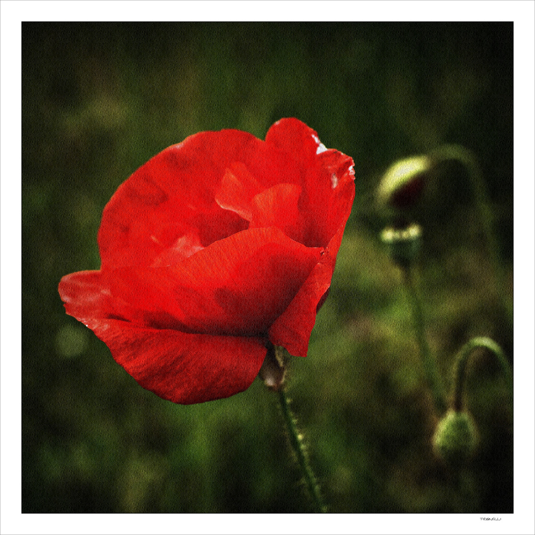 Mohn