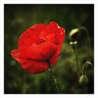 Mohn