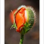 Mohn