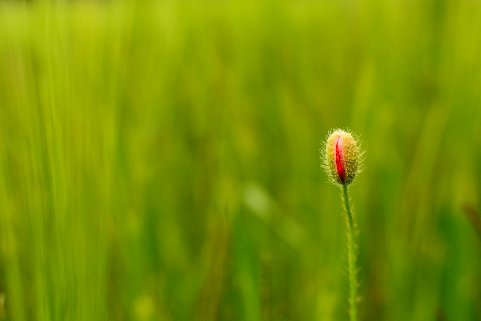 Mohn