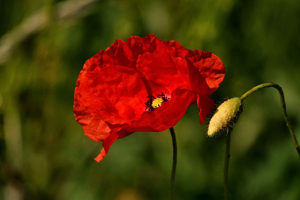 MOHN