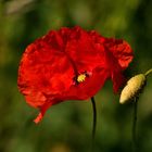 MOHN