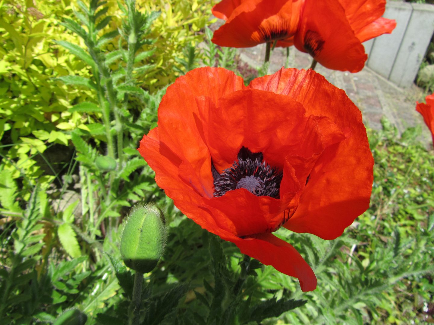 Mohn