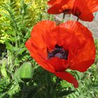 Mohn