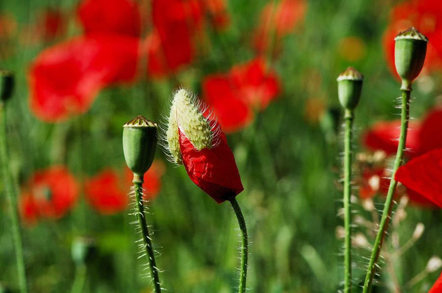 Mohn