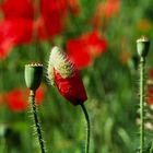 Mohn