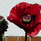 Mohn