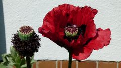 Mohn