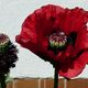 Mohn