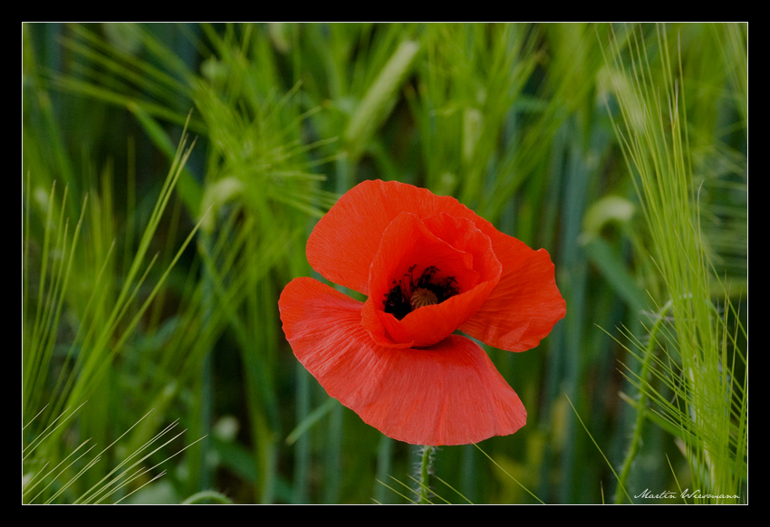 Mohn