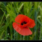 Mohn