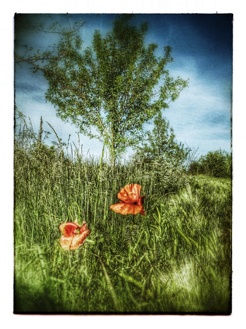 Mohn