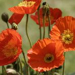 Mohn