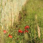 Mohn