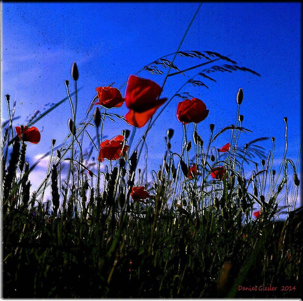 Mohn