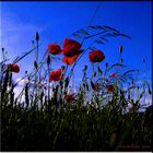 Mohn