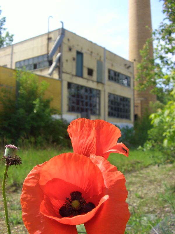 Mohn