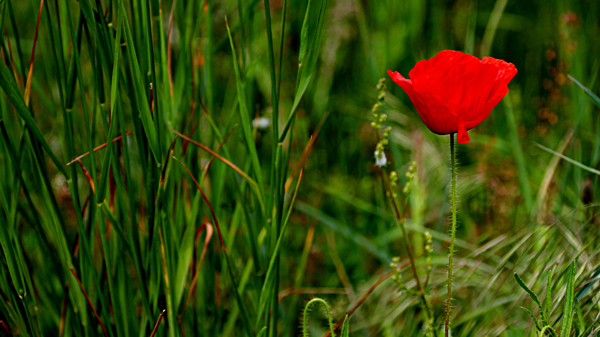 Mohn