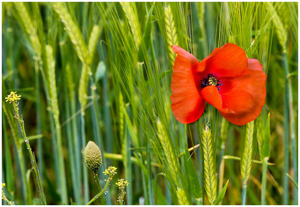 Mohn