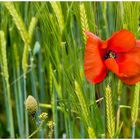 Mohn