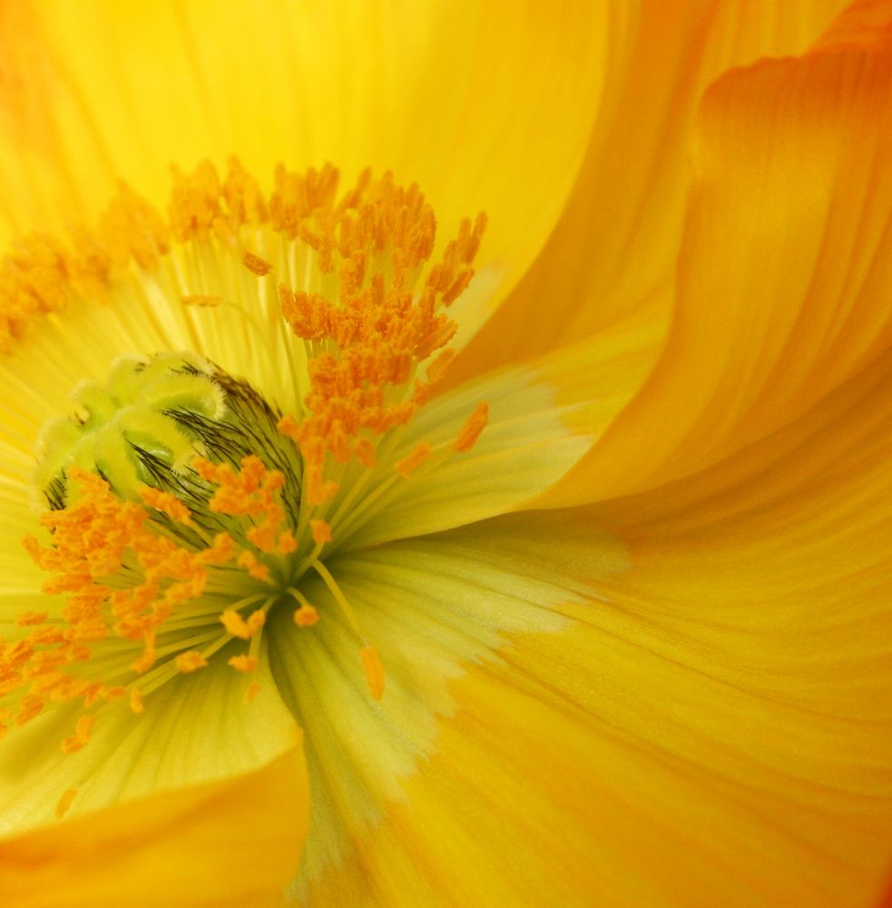 Mohn von Maximilian L. - ~mäxchen~ 