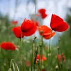 Mohn