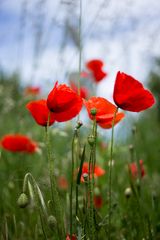 Mohn