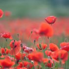 Mohn