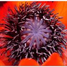 Mohn