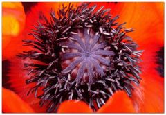 Mohn