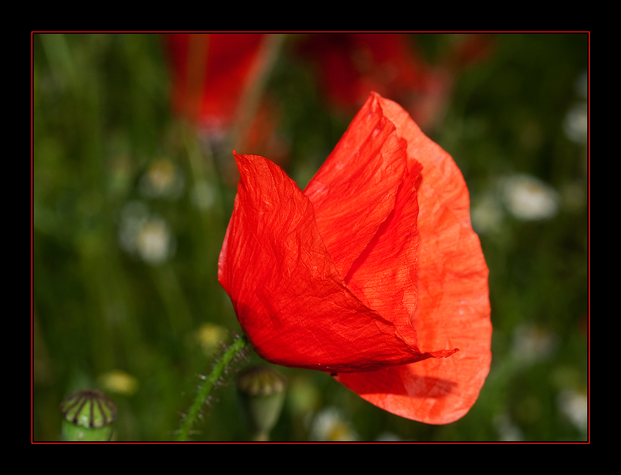 ---Mohn---