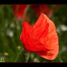 ---Mohn---