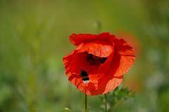 MOHN