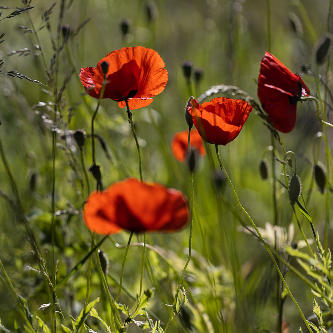 Mohn