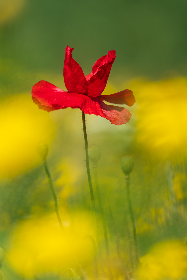 Mohn