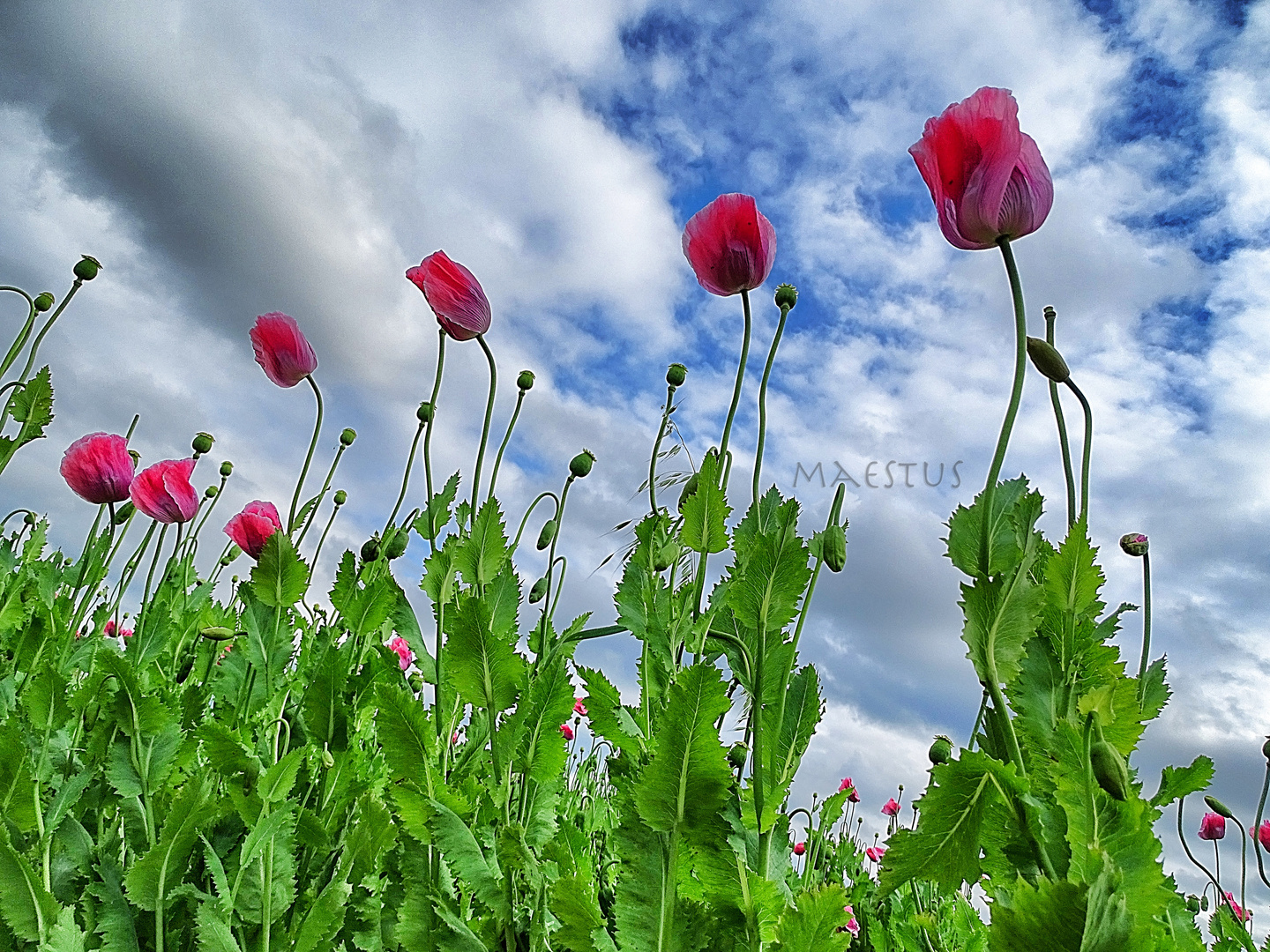 Mohn