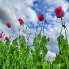 Mohn