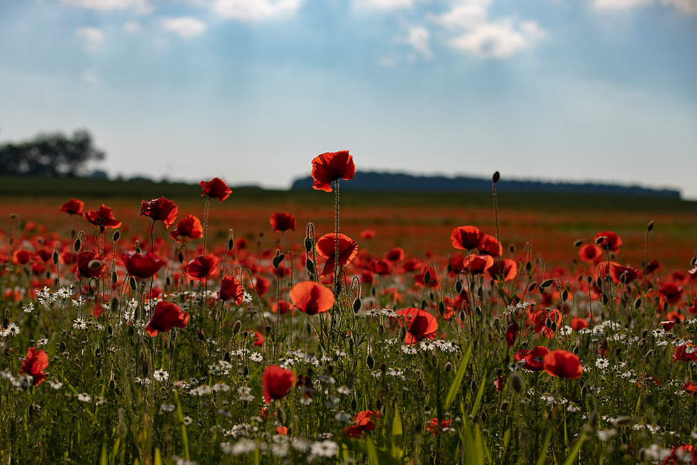 Mohn.....