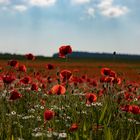 Mohn.....