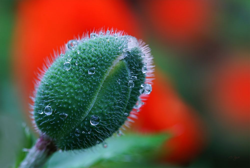 mohn