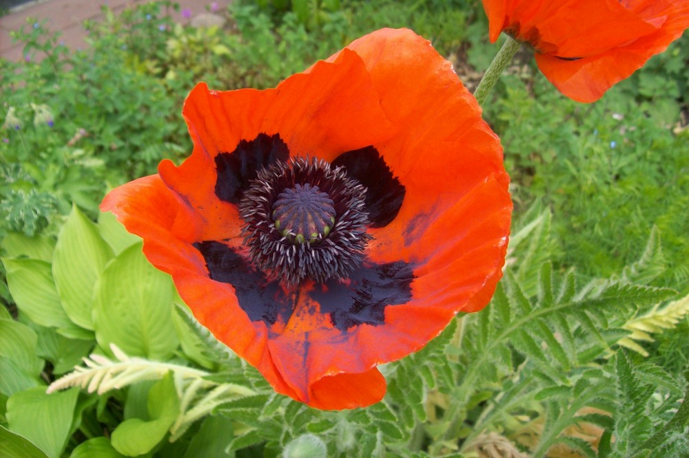 Mohn