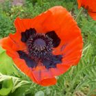 Mohn